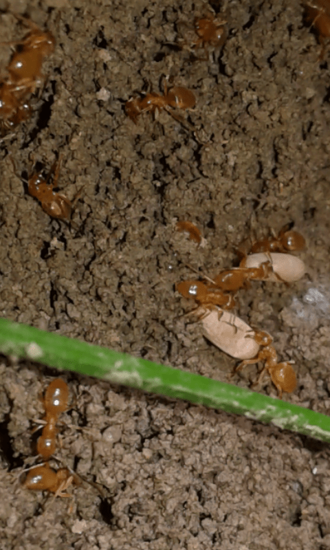 Formicidae : Lasius sp.?  S